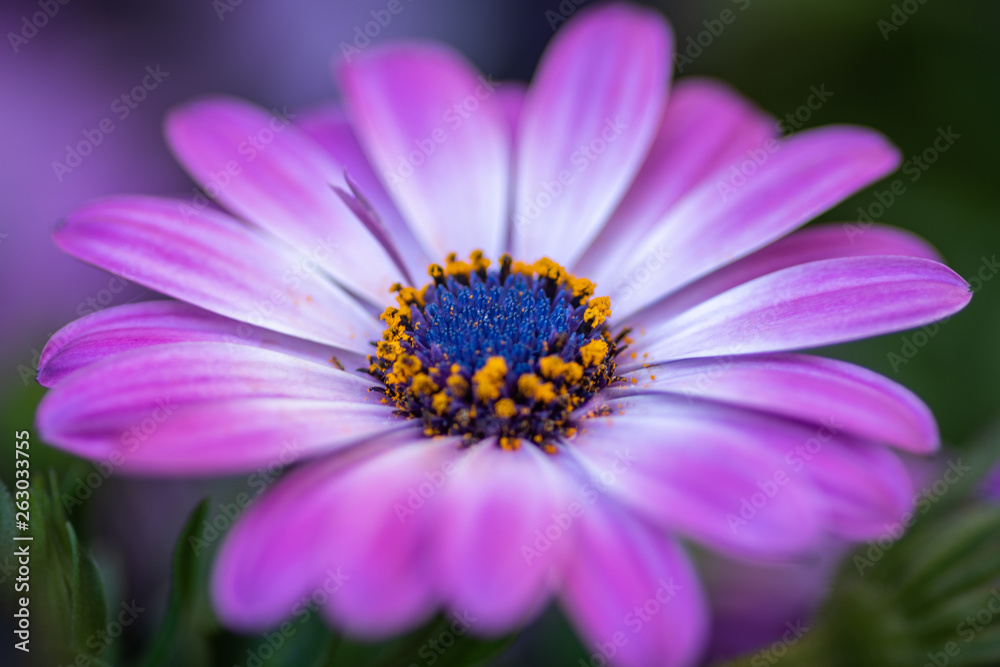 Cape rain daisy, flower close up, blurred background Cape rain daisy, flower close up, blurred background