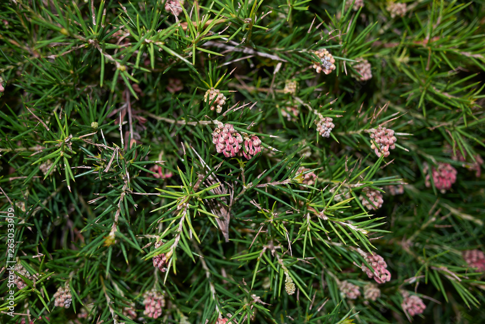 Grevillea rosmarinifolia Grevillea rosmarinifolia