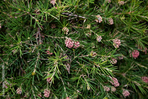 Grevillea rosmarinifolia