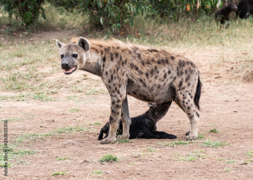 A spotted hyena feeding her pups inside Masai Mara National Reserve during a wildlife safari A spotted hyena feeding her pups inside Masai Mara National Reserve during a wildlife safari