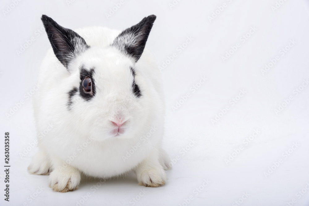 white rabbit with black ears set, it stand on white background. with copy space for text..