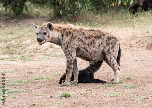 A spotted hyena feeding her pups inside Masai Mara National Reserve during a wildlife safari