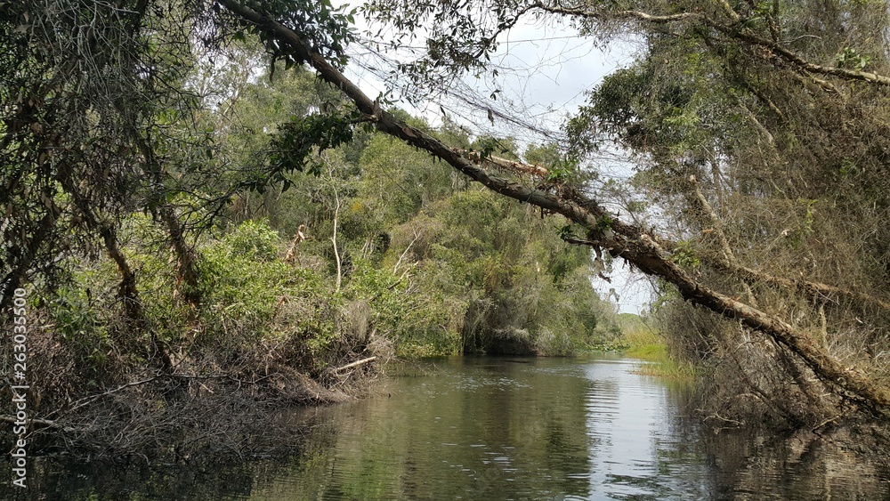 Forest trees fell in the path of the river Forest trees fell in the path of the river