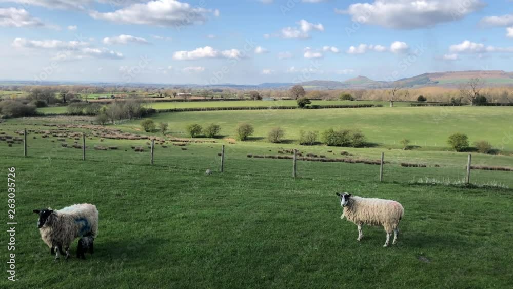 Sheep and lambs in field near Roseberry Topping, North Yorkshire, England, UK Sheep and lambs in field near Roseberry Topping, North Yorkshire, England, UK