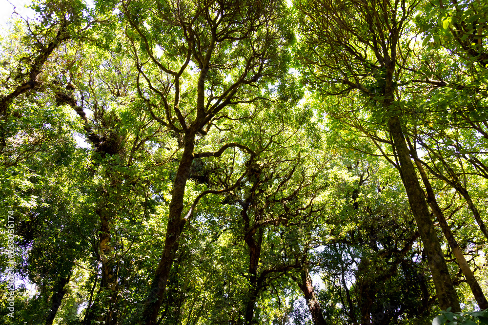 Looking up to the top of the tree Saw the sky behind At Doi Inthanon National Park, Thailand Looking up to the top of the tree Saw the sky behind At Doi Inthanon National Park, Thailand