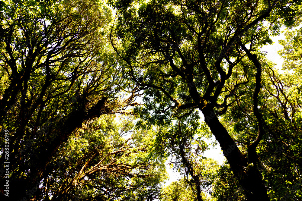 Obraz premium Looking up to the top of the tree Saw the sky behind At Doi Inthanon National Park, Thailand