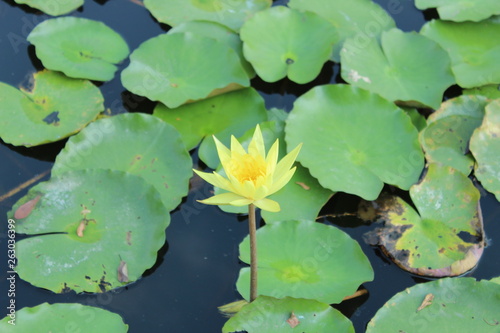 water lily in pond