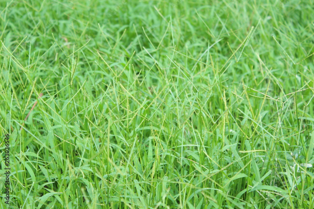 green grass background green grass background