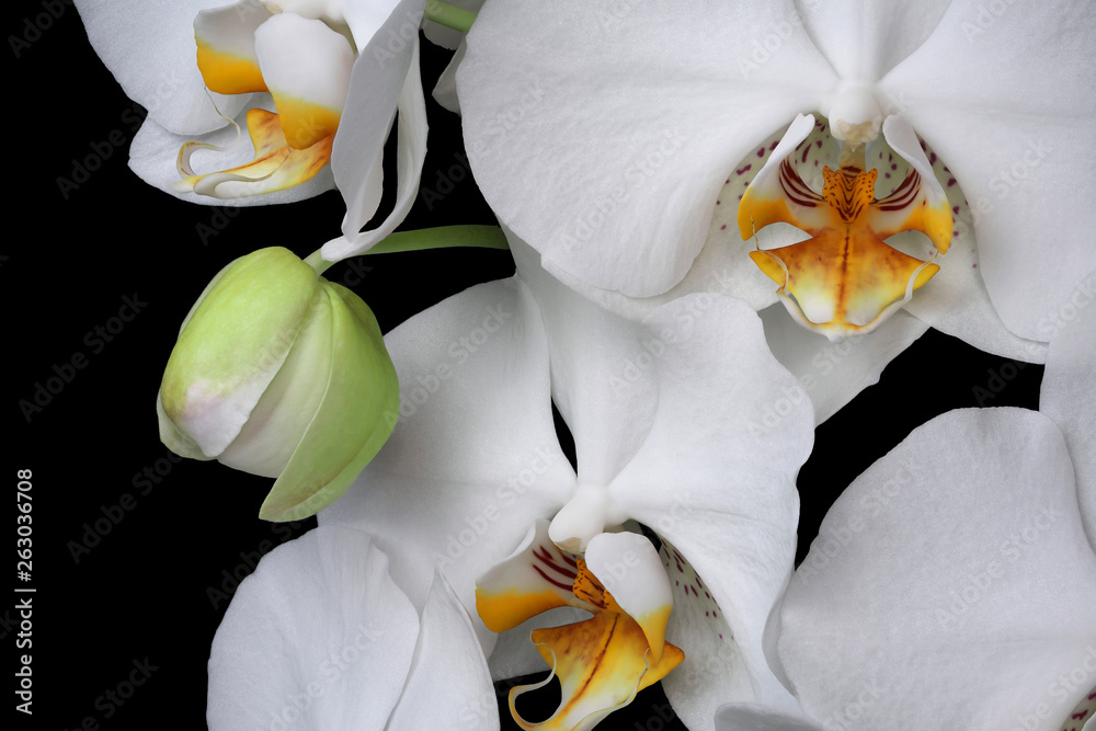 Obraz premium White orchids blossom close-up isolated