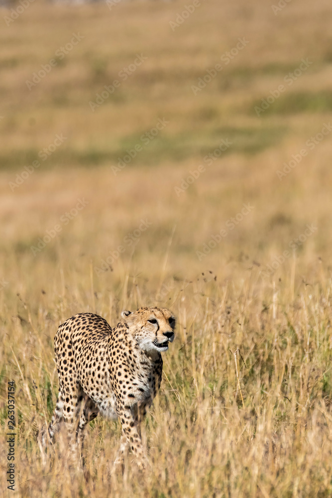 A Cheetah walking in the high grasses inside Masai Mara National Reserve during a wildlife safari A Cheetah walking in the high grasses inside Masai Mara National Reserve during a wildlife safari