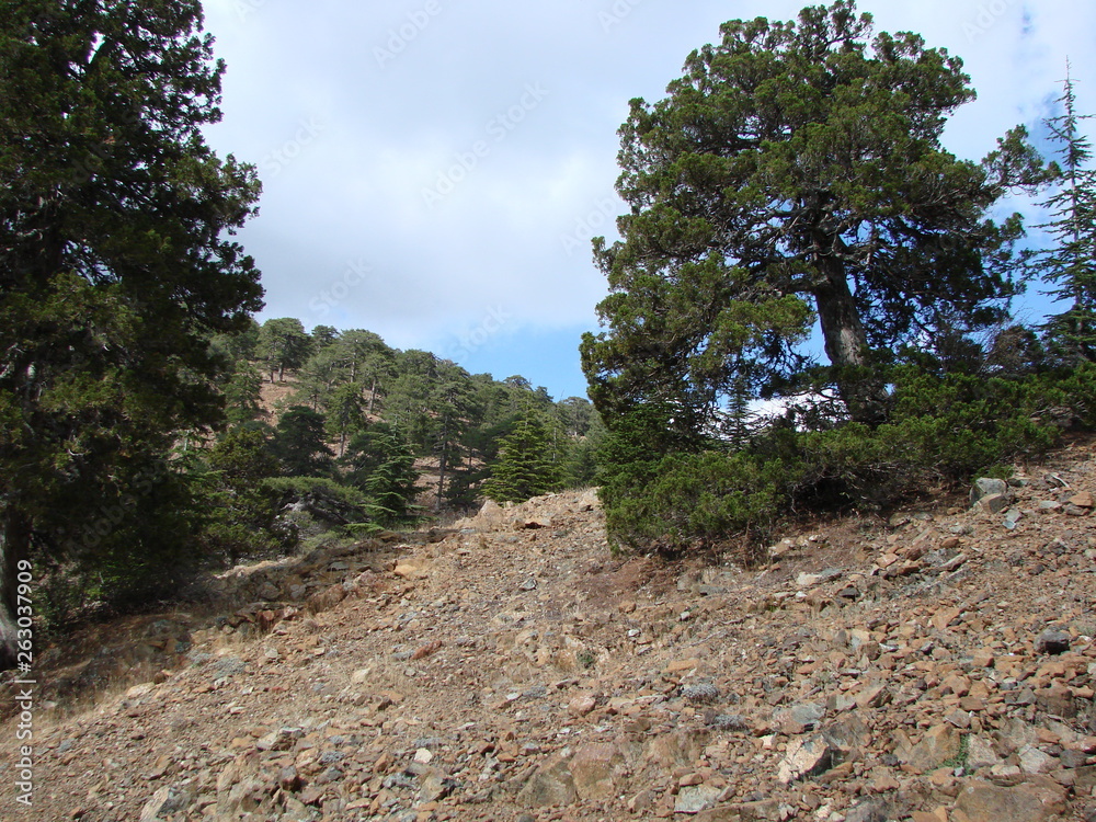 The landscape of the stony surface of the peaks of the mountain ranges on which the old evergreen trees reach the sun.