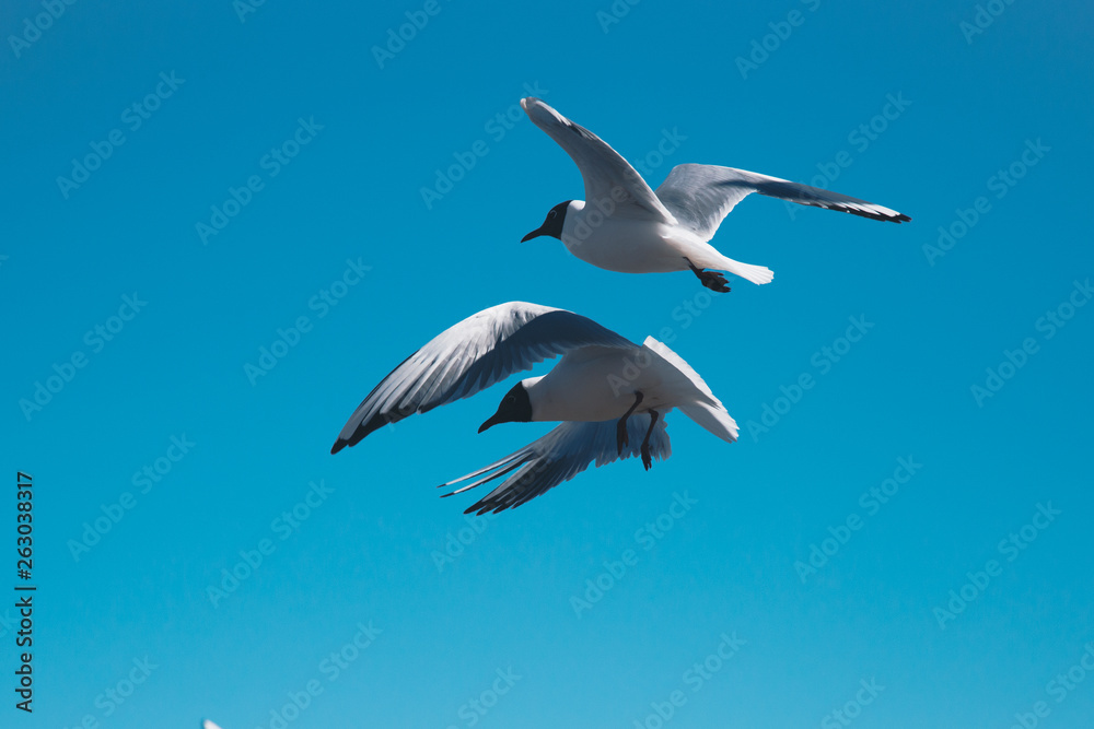 Obraz premium seagulls fly along the coast in search of food