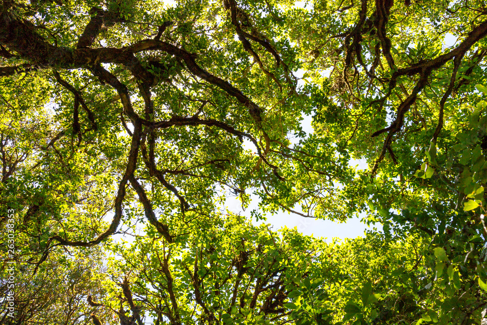 Fototapeta premium Looking up to the top of the tree, watching the sky behind the natural green leaves at Doi Inthanon National Park, Thailand.