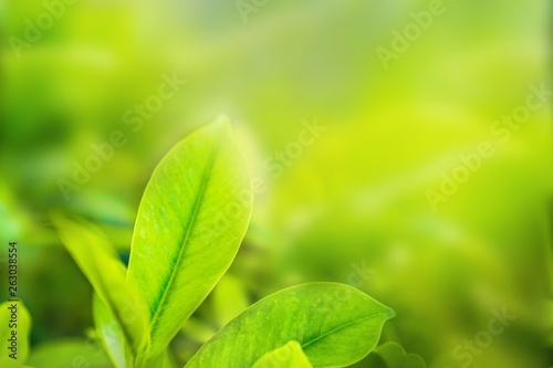 Natural green plants used as background or wallpaper,Natural scenery of green leaves in the garden.