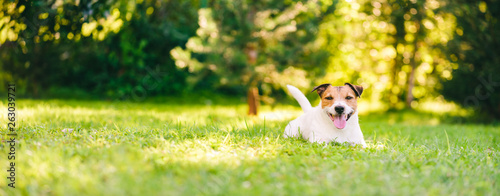 Obraz na płótnie Happy Jack Russell Terrier pet dog lying down on green grass at back yard lawn