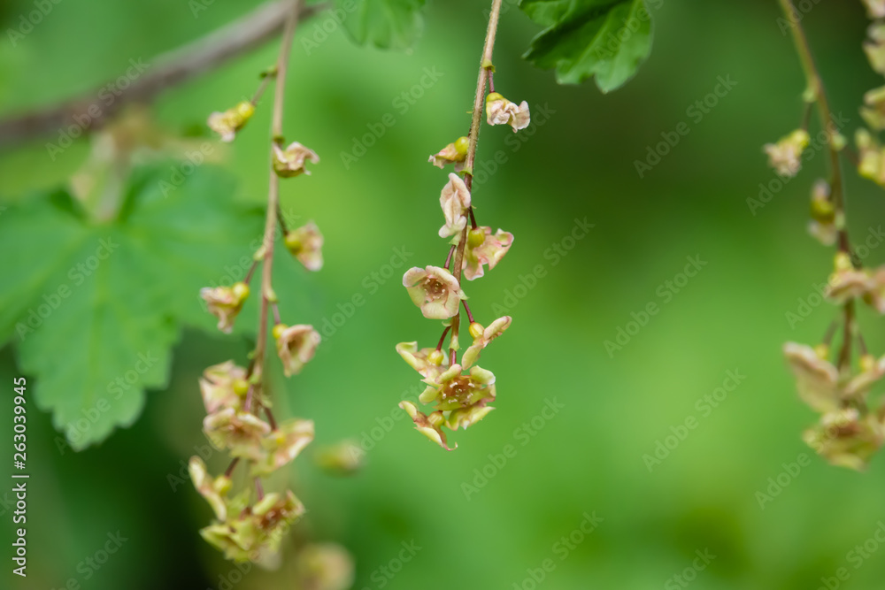 Red Currant Flowers in Bloom in Springtime