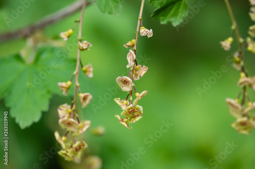 Red Currant Flowers in Bloom in Springtime
