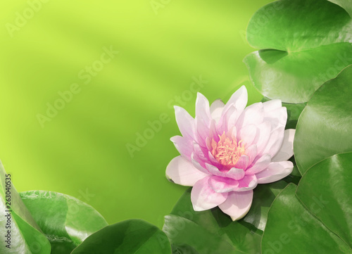 Lotus flower on a sunny day.