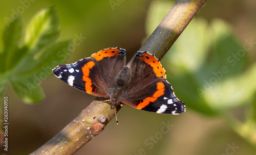 Red admiral