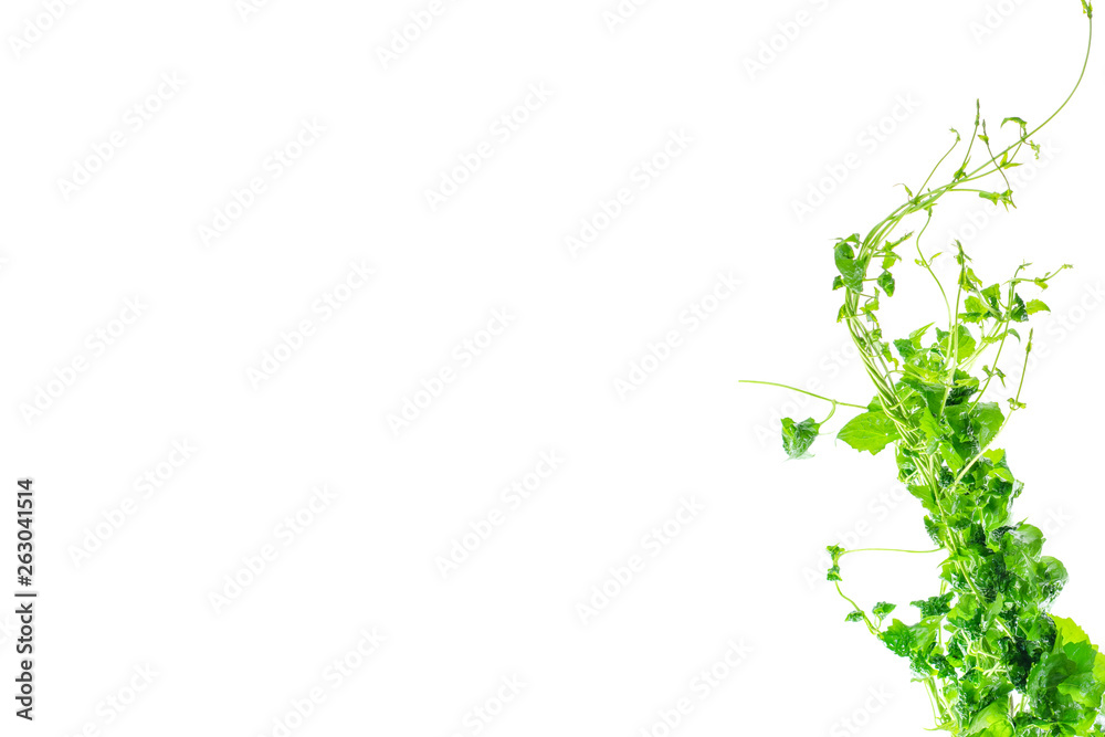 Heart shaped green leaves twisted vines liana jungle plant isolated on white background with clipping path. Heart shaped green leaves twisted vines liana jungle plant isolated on white background with clipping path.