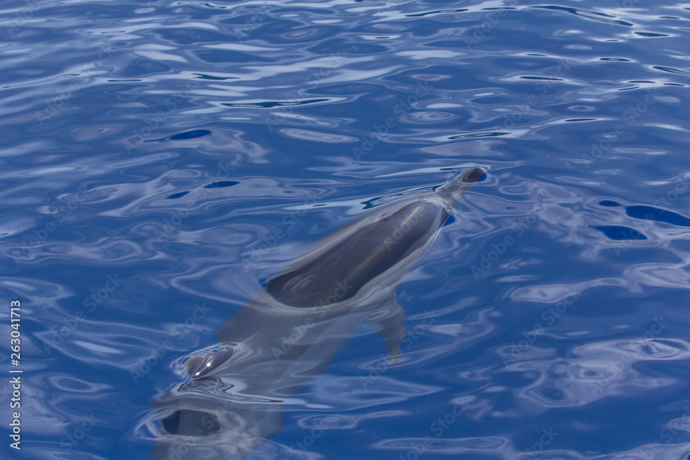 Obraz premium 小笠原の海を泳ぐハシナガイルカ