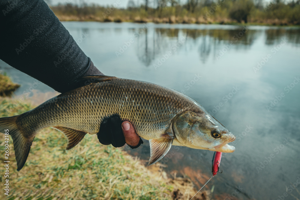 Fototapeta premium Fisherman holds asp in hand.