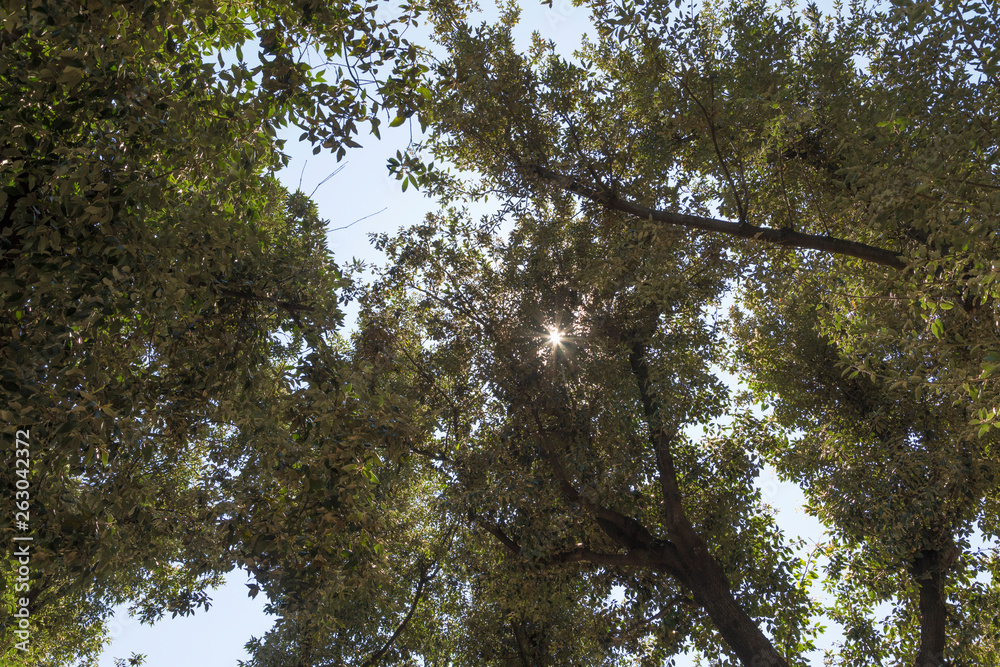 Fototapeta premium Sole tra le fronde