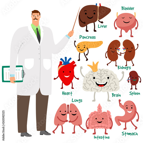 Cute doctor and human internal organs vector illustration. Internal organ, cerebral and stomach, brain and heart
