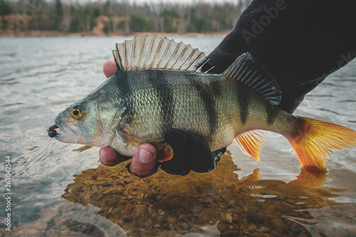 Perch in fisherman hand.
