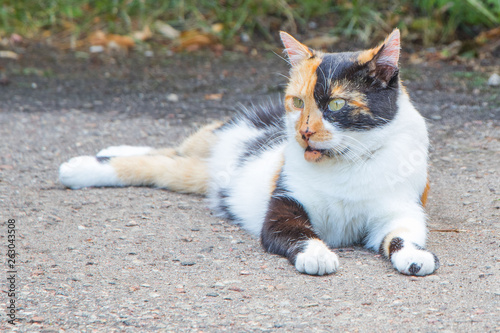 Beautiful tricolored cat is sitting on the road Backspace Adorable cat concept