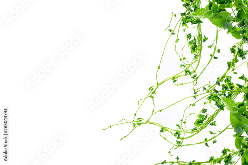 Heart shaped green leaves twisted vines liana jungle plant isolated on white background with clipping path.
