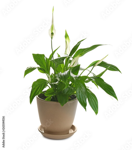 Peace lily in pot isolated on white