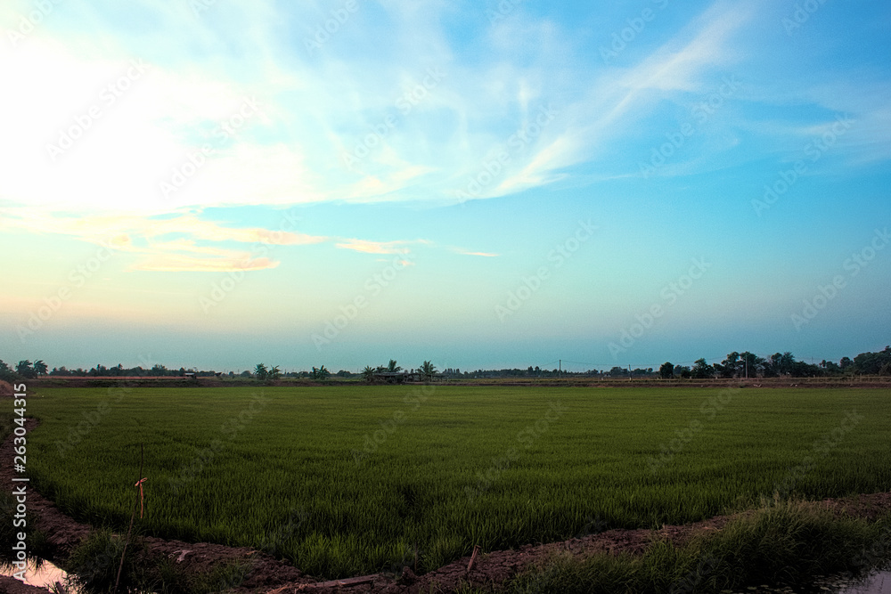 Obraz premium Rice field and blue sky