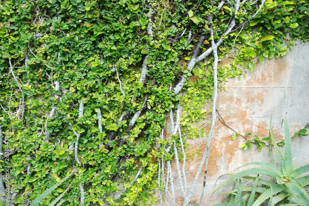 Fototapeta premium Green grass.