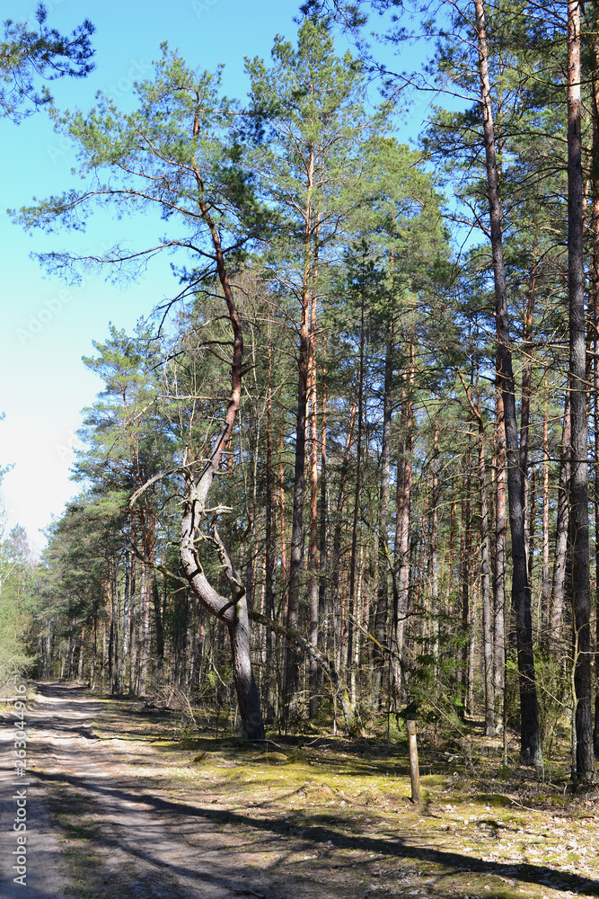 Obraz premium Vertical photo of wild pine forest with road, russian nature