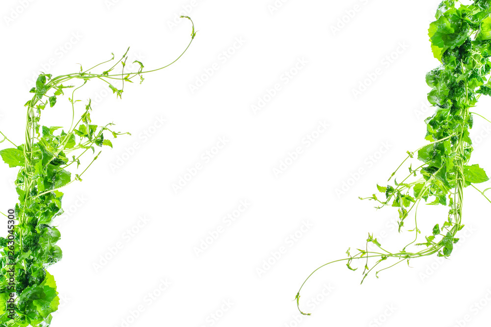 Heart shaped green leaves twisted vines liana jungle plant isolated on white background with clipping path. Heart shaped green leaves twisted vines liana jungle plant isolated on white background with clipping path.
