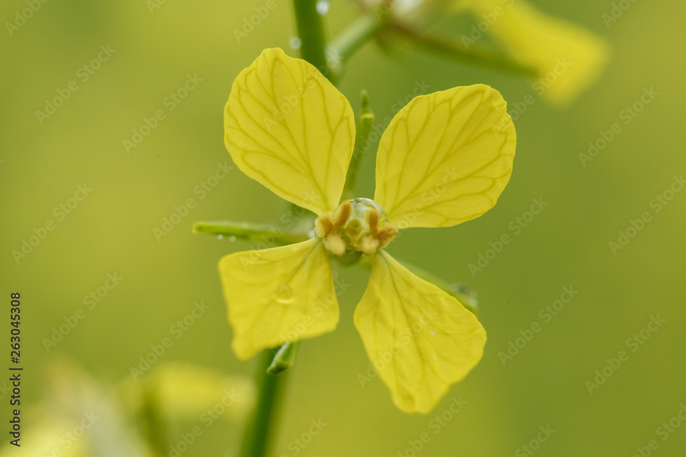 Yellow macro flower with the rain on it with the green grass background. small GRIP