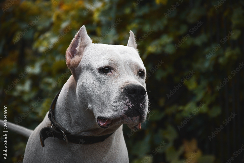 Portrait of a beautifull dogo argentino on green background summer