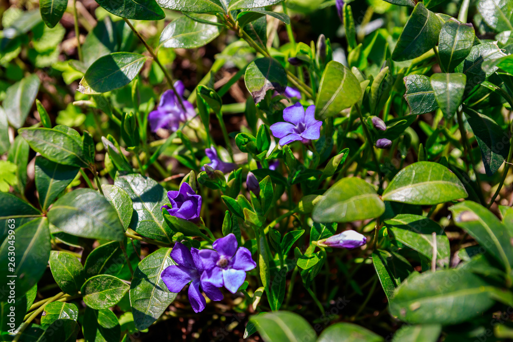 Blue periwinkle (vinca minor) in a garden Blue periwinkle (vinca minor) in a garden