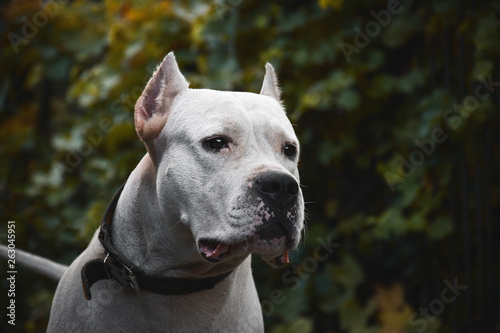 Obraz na płótnie Portrait of a beautifull dogo argentino on green background summer w salonie