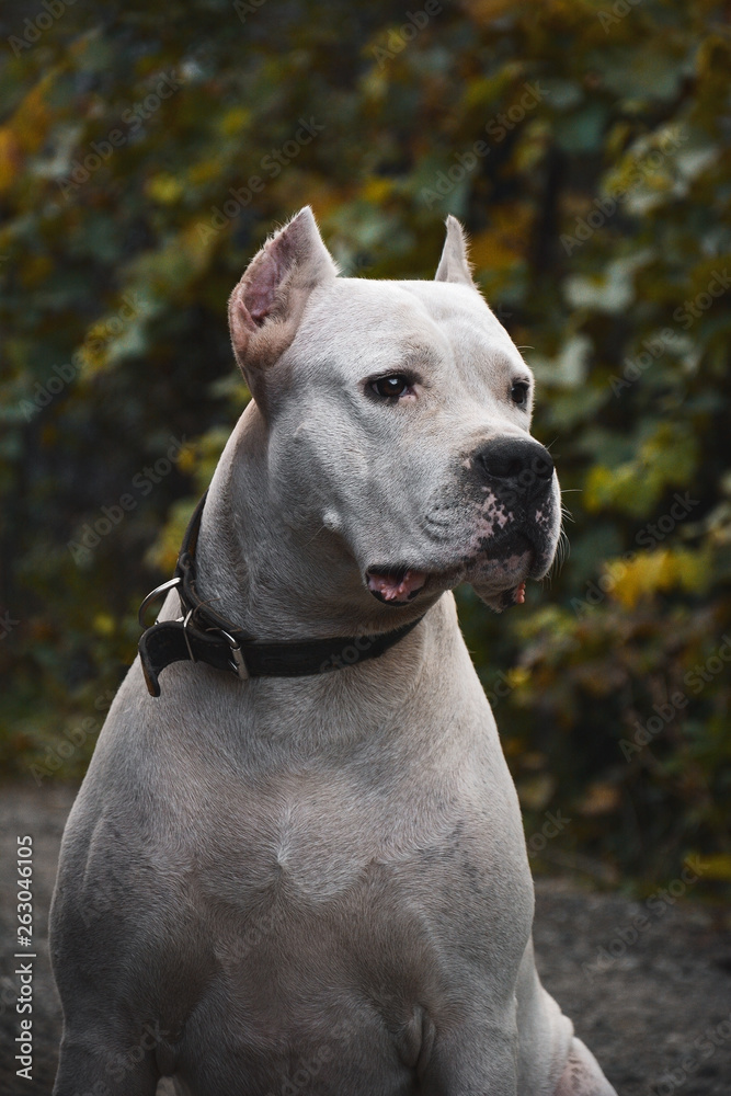 Portrait of a beautifull dogo argentino on green background summer