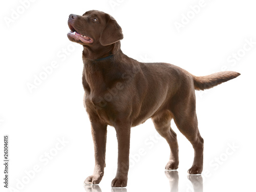Chocolate color dog Labrador Retriever stand isolated on white background. Front view