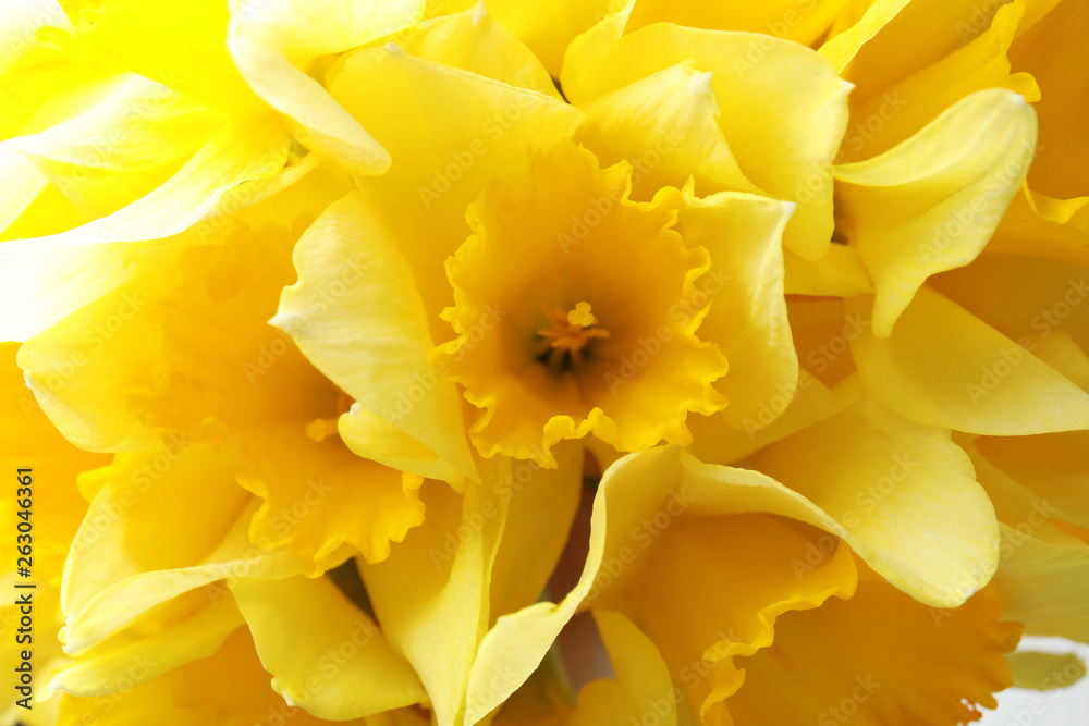 Beautiful daffodils as background, closeup. Fresh spring flowers