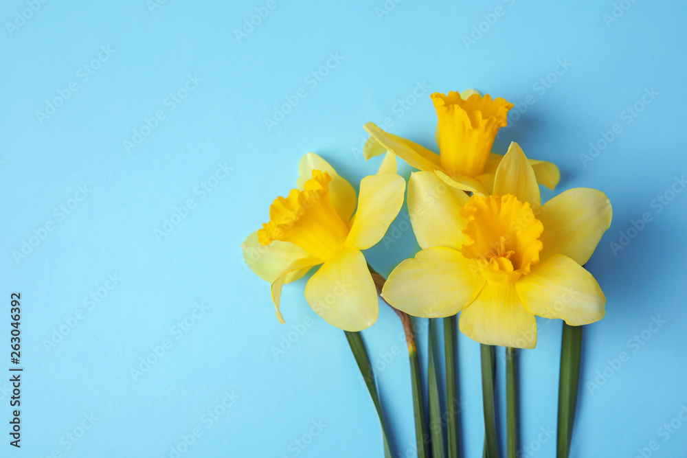 Bouquet of daffodils on color background, top view with space for text. Fresh spring flowers Bouquet of daffodils on color background, top view with space for text. Fresh spring flowers
