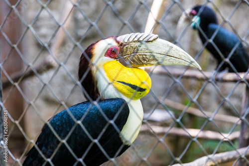 Yellow Billed Hornbill Great hornbill in cage, Great indian hornbill, Great pied hornbill, Hornbill, focus on eyes. photo