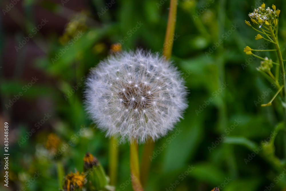 White dandelion on a green grass field close-up White dandelion on a green grass field close-up