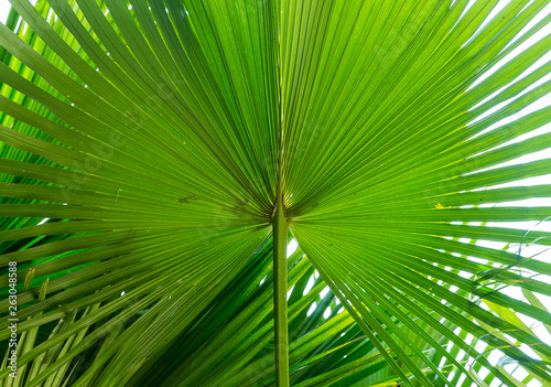 Green Sugar palm leaf background