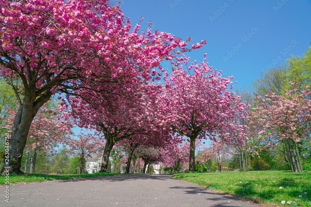 Blooming pink trees in the spring sunshine Blooming pink trees in the spring sunshine