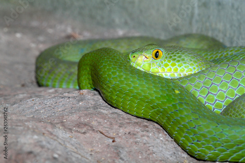 snake (green pit viper) sleep on the rock at thailand
