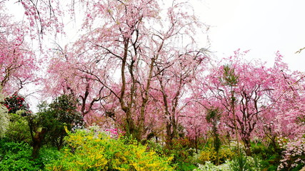 Poster encadré  原谷苑の桜  © 研人 児玉